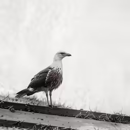 a bird standing on top of a wooden beam