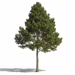 the tall pine tree has no leaves on it