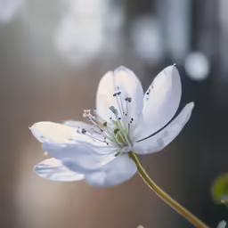 a single flower bud is standing alone in the field