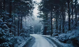 snow - covered trees line the side of a road surrounded by snowy woods