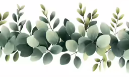 eucalyptus leaves on a white background