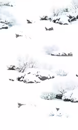 a snowy scene has rocks and bushes growing in it