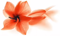 an orange flower in front of white background