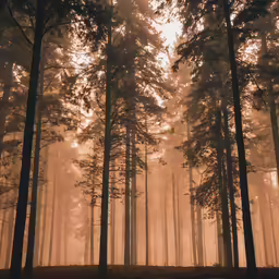 a large area of pine trees in the mist