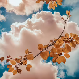 yellow leaves on tree branch against cloudy blue sky