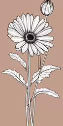 an illustrated daisy flower in black and white,an illustration of a daisy on a beige background