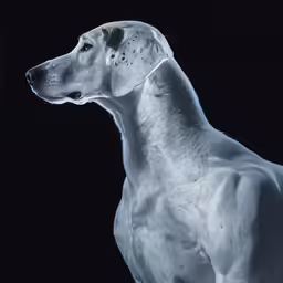 the dog is white with a lot of brown spots