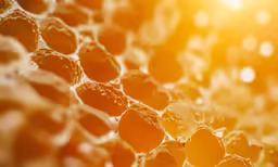 closeup of bees hives on honeycomb in sunlight
