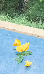 yellow flowers are laying on the ground near grass