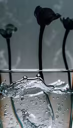 a single flower sticking out of the middle of water,there are four flower heads in the glass