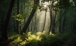 sun is coming through the trees in a green forest