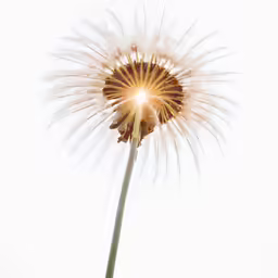 dandelion with the sun shining down on it