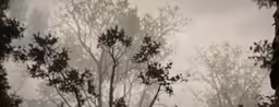 blurry trees in a foggy forest, with the background visible