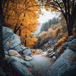 a scenic view of a trail running through an autumnal park