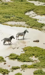 two zebras running along a sand area with water