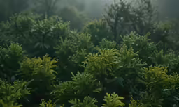 green bushes and trees on a foggy day