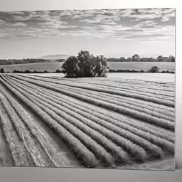 there are two trees on the farm with long crops