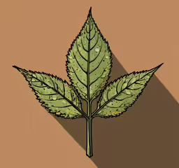 a plant that is on top of a brown wall,a leaf is on the side of a brown wall