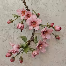flowers on the side of the wall, with branches