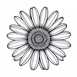 a close up of a black and white flower,a close up of a large flower with petals,an image of a daisy flower with long stems,a black and white drawing of a flower,a daisy flower that has been drawn in pencil
