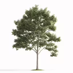 a large green tree is shown with no leaves