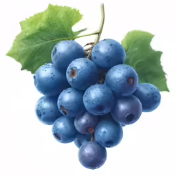 blue berries with leaves hang on a stem