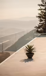 potted plant on edge of outdoor terrace overlooking city