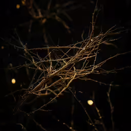 branches lit up by lights in the dark