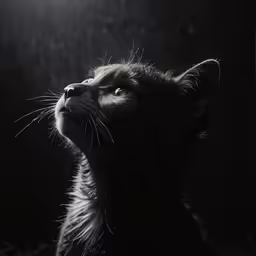 a kitten staring into the sky in the dark