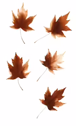 three different colors of maple leaves in four stages of the leaf turn