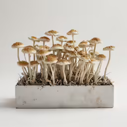 a bunch of mushrooms on top of a white planter