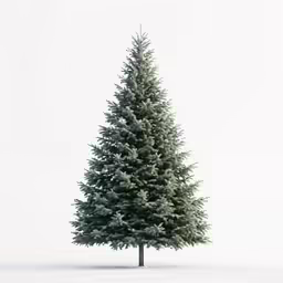 a very big pretty pine tree in the snow