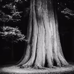 a large tree that is next to a forest