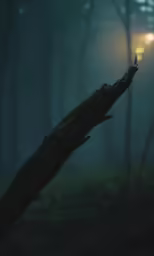 a dark forest is lit by lanterns on the ground
