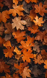 several autumn leaves lying on the ground