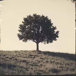 a lone tree on a hill top during the day