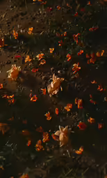close up of flowers in an open field