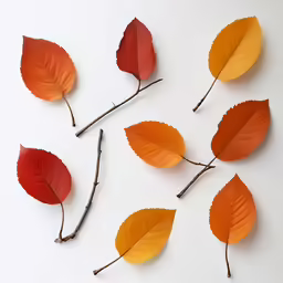 seven orange leaves with stems arranged in a square formation