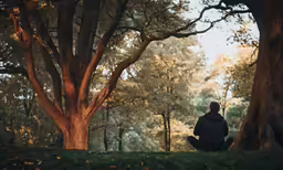 a person sitting on a bench under a tree