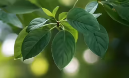 leaves on an ocottle tree with green blurry background