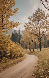 a narrow dirt road in the middle of some trees