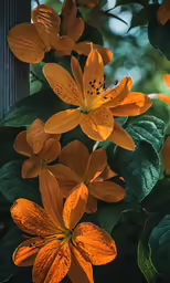 the large yellow flowers of this tree are blooming