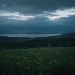 a lone bench in the middle of a field of flowers