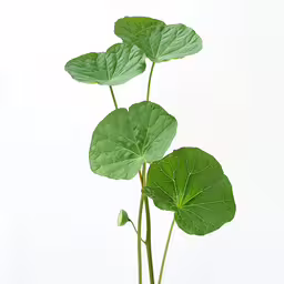 the plant is sprouting from the stems on the ground,a close up image of leaves in the background