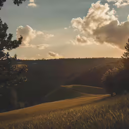 a sunny sunset in the country with a tree and field