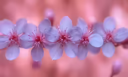 pink flowers that are next to each other
