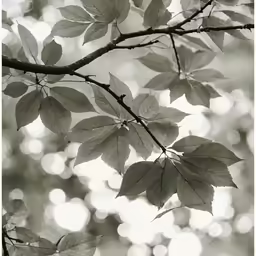 leaves are hanging from the branches of a tree