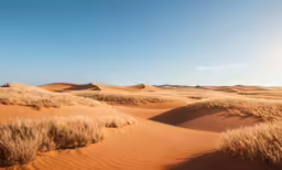 a number of grass and bushes in the desert