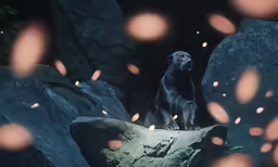 there is a black dog sitting on top of a rock