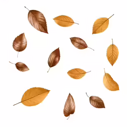 a group of small leaves are shown in a circular pattern